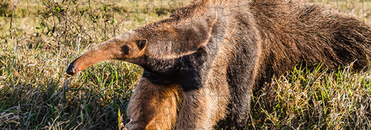 Anteaters