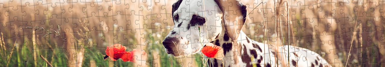 Puzzel Collectie Dalmatiër puzzleYOU