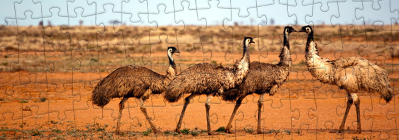 Emus