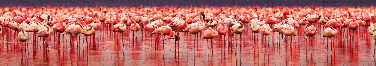 Flamingo's