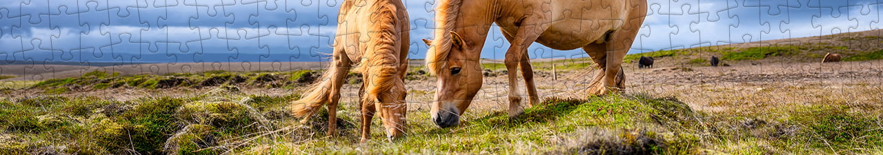 IJslandse paarden