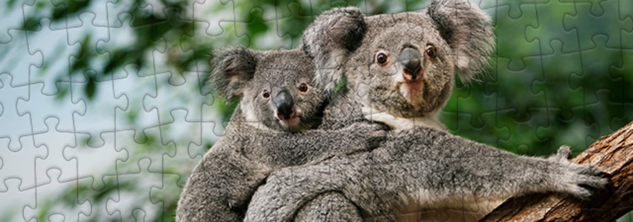 Koala's