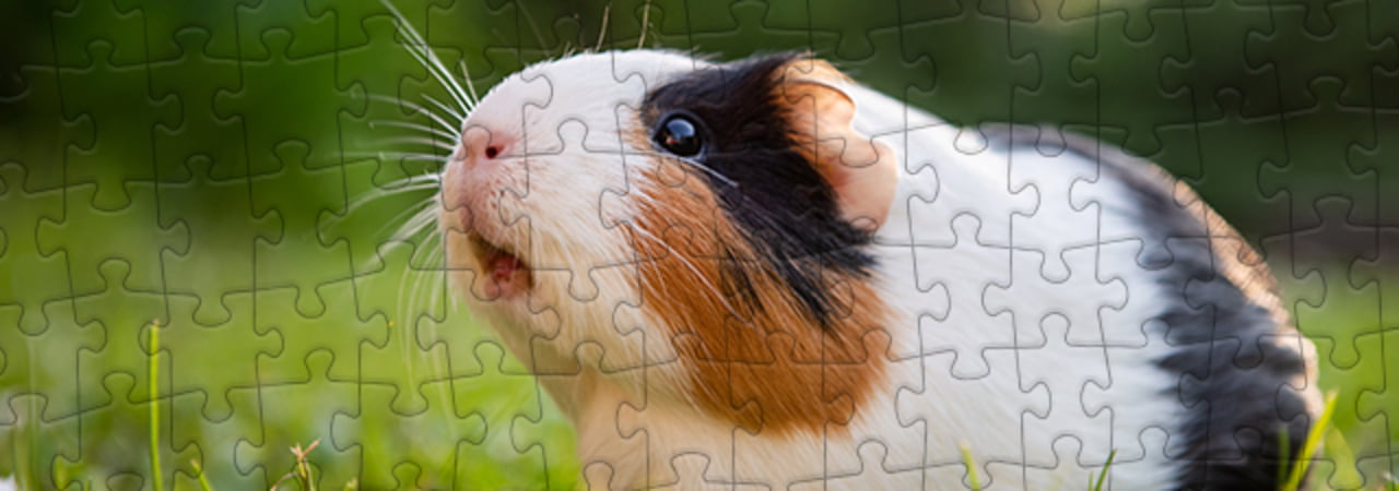 Cavia