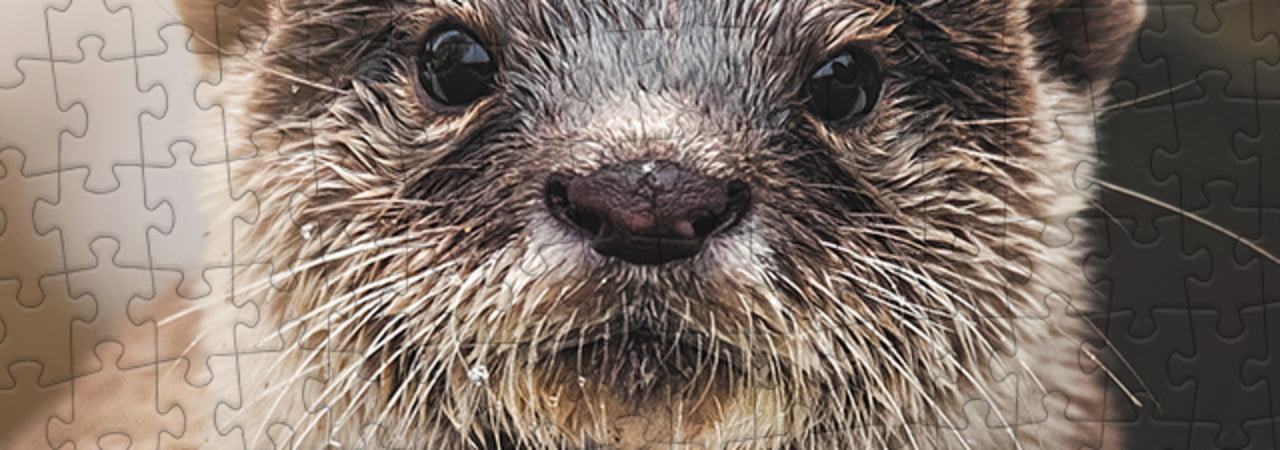 Otter