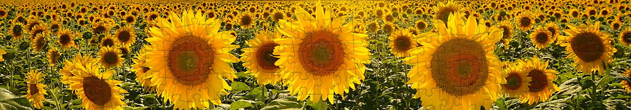 Zomer