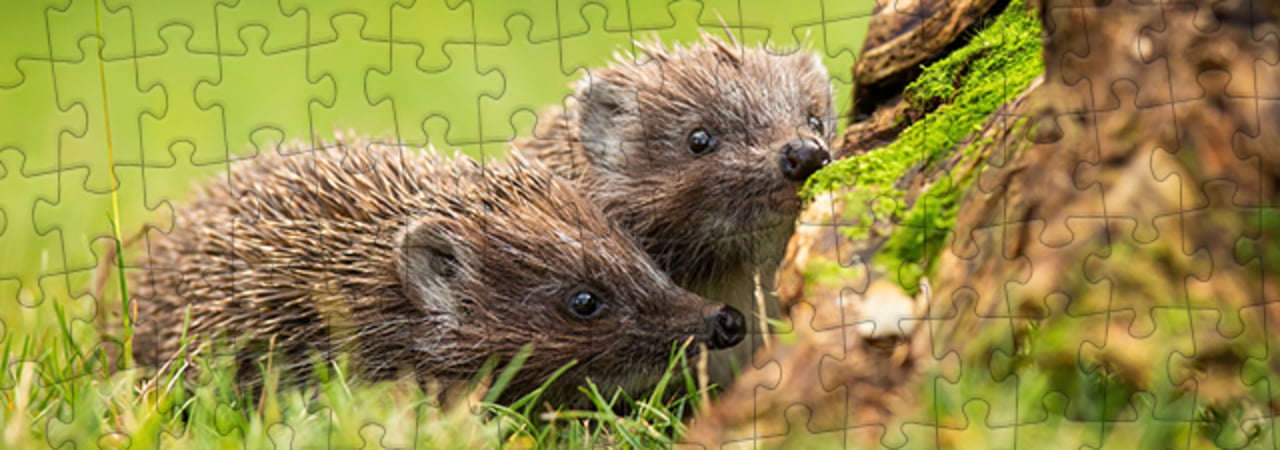 Dieren in het bos & de bergen