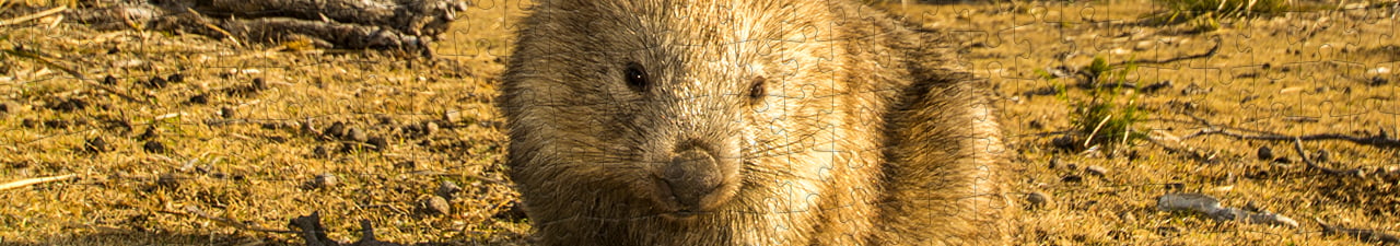 Wombats