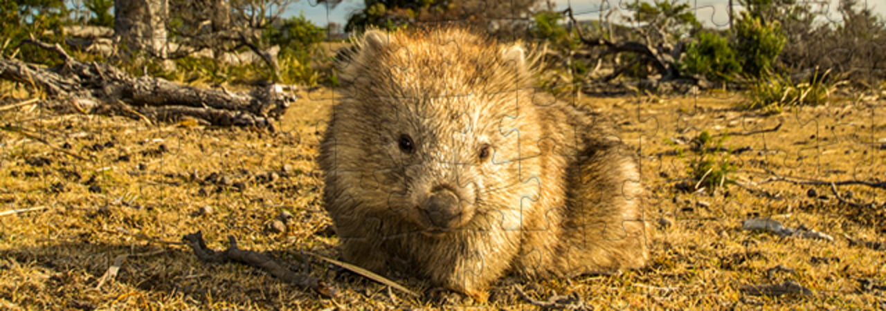 Wombats